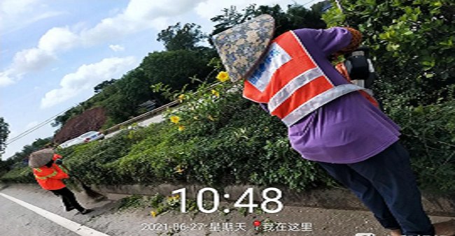 对照阅读“东兴市城区绿化养护服务58